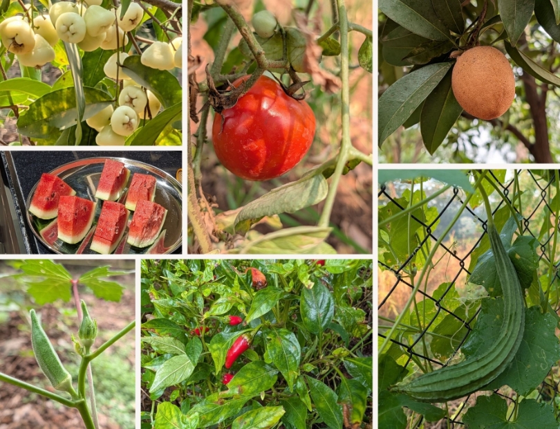Fresh farm produce